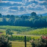 Three Vineyards Half Day Private Wine Tour From Asheville - In-Depth Look at the Itinerary