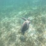 Tour Tulum, Cenote and Swim with Turtles in Akumal - Second Stop: The Tulum Archaeological Site