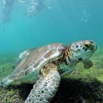 Tulum Ruins & Turtles Swim! Round Transportation From Cancun & Riviera Maya - Why This Tour is a Great Choice