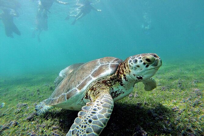 Tulum Ruins & Turtles Swim! Round Transportation From Cancun & Riviera Maya - Why This Tour is a Great Choice