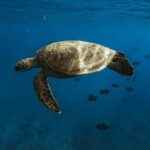 Turtle Canyon Snorkel Adventure in Waikiki - Final Thoughts