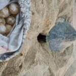 Turtle Night Patrol a Conservation Adventure in Los Cabos - The Sum Up: Who Will Love This Experience?