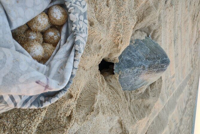 Turtle Night Patrol a Conservation Adventure in Los Cabos - The Sum Up: Who Will Love This Experience?