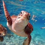 Turtle Sightseeing at Akumal & Underground Caves Tour - The Sum Up