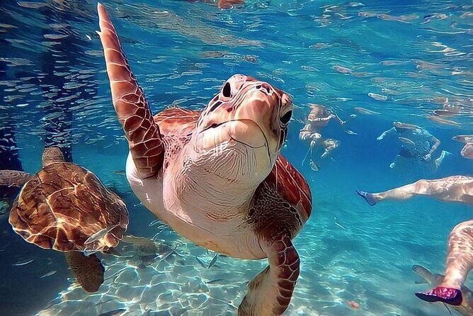 Turtle Sightseeing at Akumal & Underground Caves Tour - The Sum Up