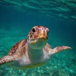 Turtle Snorkeling Jungle Adventure + Zipline and Rappel in Cenote - Who Should Consider This Tour?