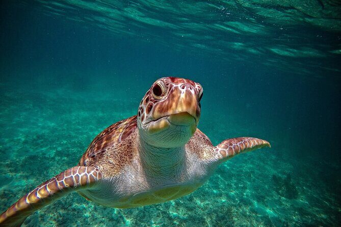 Turtle Snorkeling Jungle Adventure + Zipline and Rappel in Cenote - Who Should Consider This Tour?