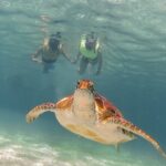 Turtles & Cenote! Half Day from Riviera Maya & Playa del Carmen - Who Will Love This Tour?