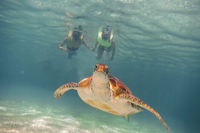 Turtles & Cenote! Half Day from Riviera Maya & Playa del Carmen - Who Will Love This Tour?