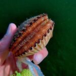 Ultimate Private Scalloping Adventure in Crystal River - Authentic Insights from Reviewers