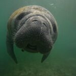 VIP Guided Swim with Manatee Tour Crystal River FL Free Photos - Why This Tour Stands Out