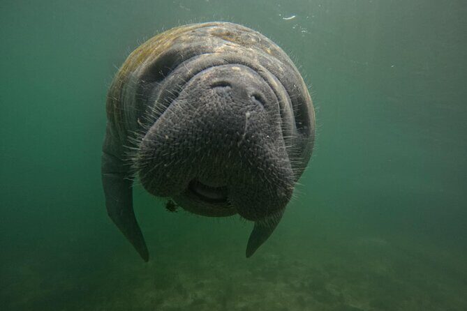 VIP Guided Swim with Manatee Tour Crystal River FL Free Photos - Why This Tour Stands Out