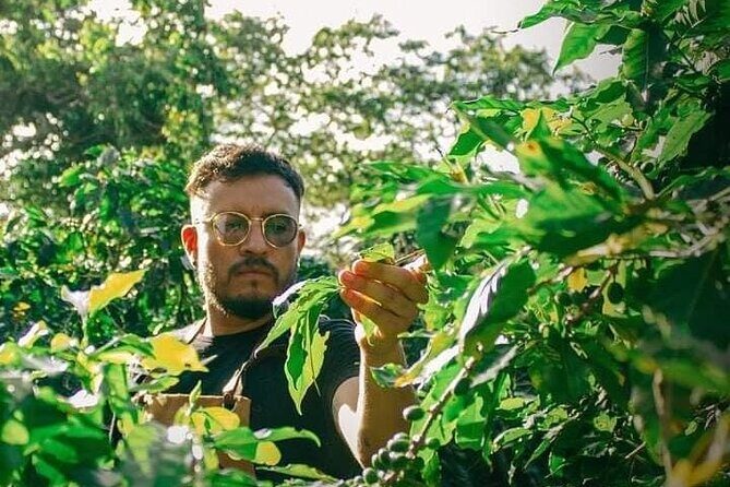 Visit to Coffee Farm with Tasting in Coatepec - What’s the Value?