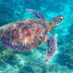 Waikiki Turtle Snorkeling Tour - Who Would Love This Tour?