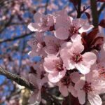 Washington D.C. Cherry Blossom,Baltimore 3-Day Tour from Boston - Authentic Insights from Travelers