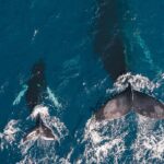 Whale and Dive Combo Tour in Los Cabos - The Whale Watching Experience