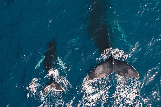 Whale and Dive Combo Tour in Los Cabos - The Whale Watching Experience  