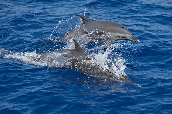 Whale shark encounter Private tour - swim with whale shark cancun - Deep Dive into the Experience