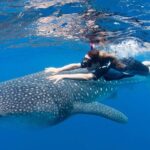 Whale Shark from Cancun, Riviera Maya and Tulum All Inclusive - Who Should Book This Tour?