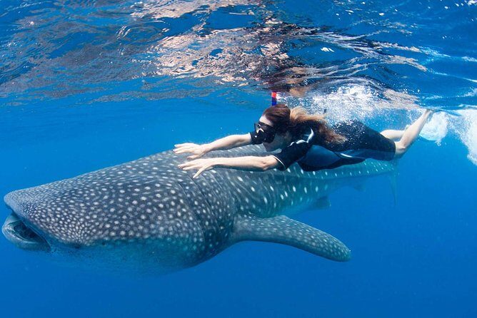 Whale Shark from Cancun, Riviera Maya and Tulum All Inclusive - Who Should Book This Tour?