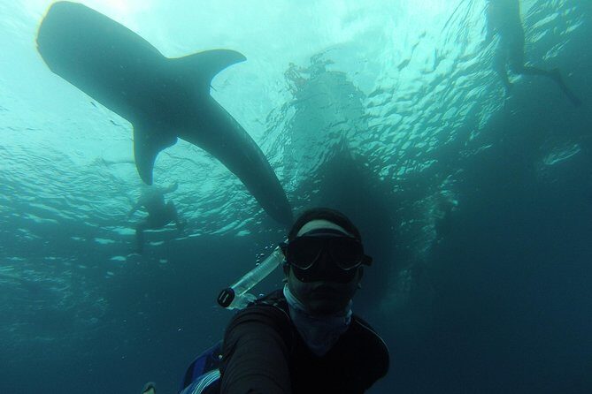 Whale Shark Swim Adventure in La Paz - FAQs