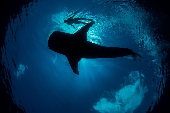 Whale Shark Swimming Adventure from Cancun & Riviera Maya - Seasonal June/Sept - Who Would Enjoy This Tour?
