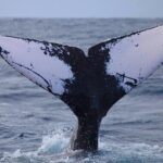 Whale Watching Expedition on Kauai - Who Should Book This Tour?