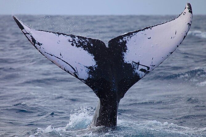 Whale Watching Expedition on Kauai - Who Should Book This Tour?