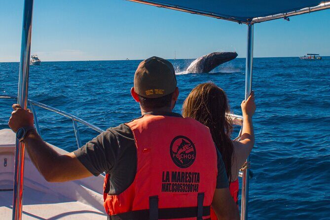 Whale Watching Experience in Cabo San Lucas 2 hours - Why This Tour Could Be a Great Choice