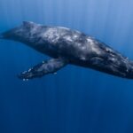Whale Watching in Kona Hawaii - Who Should Book This Tour?