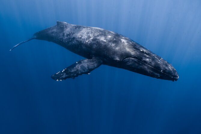 Whale Watching in Kona Hawaii - Who Should Book This Tour?