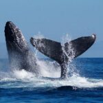 Whale Watching on 2 Level Big Boat with Breakfast and Drinks INCLUDED - Authentic Insights from Reviewers