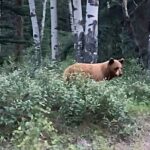 Wildfire Peak Nic - The Sum Up