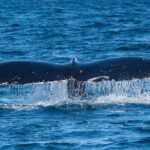Wildlife and Scenery in Ketchikan - Who Will Love This Tour?