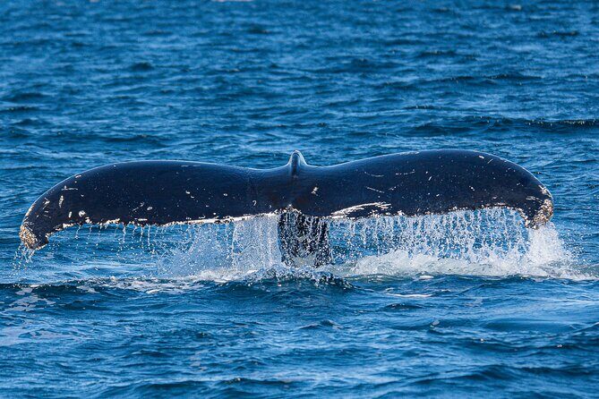 Wildlife and Scenery in Ketchikan - Who Will Love This Tour?