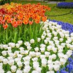 Windmill Island 1 Day Tour from Chicago | Kids 50% Off - Is It Worth the Price? Analyzing the Value