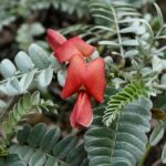 Work with Native Reforestation and Polynesian Agriculture in Maui - An In-Depth Look at the Maui Reforestation & Polynesian Agriculture Tour