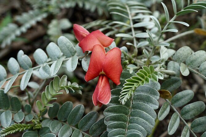 Work with Native Reforestation and Polynesian Agriculture in Maui - An In-Depth Look at the Maui Reforestation & Polynesian Agriculture Tour