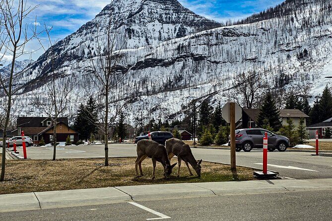 Xclusive Wonders of Waterton Your Private Journey of NaturesBest - Itinerary Breakdown: What to Expect at Each Stop
