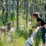 Yamnuska Wolfdog Sanctuary Walk Ticket in Canada - What Reviewers Say