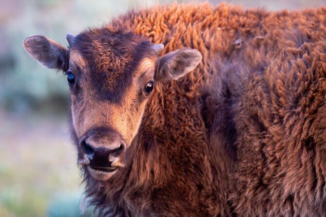 Yellowstone Day Adventure - Authentic Experiences from Past Travelers