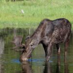 Yellowstone Wildlife Safari in Lamar Valley from Cody, WY - Who Would Benefit Most?