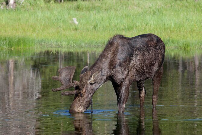 Yellowstone Wildlife Safari in Lamar Valley from Cody, WY - Who Would Benefit Most?