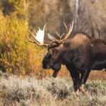 Yellowstone's Lamar Valley & Picnic Private Tour + Wildlife Guide - How Do Reviews Reflect the Experience?
