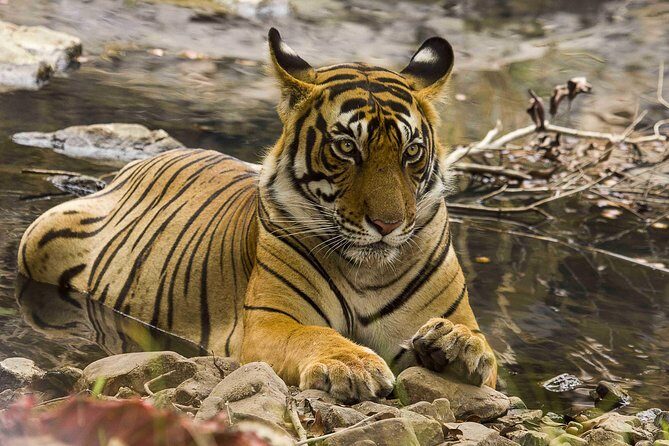 03 Days Private Wildlife Ranthambore Tiger Tour from Jaipur - What’s Included and What’s Not