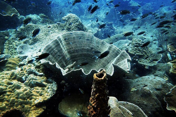 1-Day Adventure in Diving - The Value of Small Group, Personalized Instruction