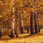 1 day Ala-Archa gorge tour - Transportation and Duration