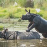 1 Day Chitwan: Jungle Safari, Canoe Ride, Tharu Dance Show - Overall Value and Practical Considerations