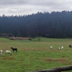 1-Day Jade Dragon Snow Mountain & Dongba Culture Experience - Transportation and Practicalities