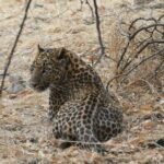1 Day: Jhalana Leopard Safari+Abhaneri Step Well Tour From Jaipur - The Authentic Experience